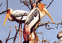 rajasthan-bird